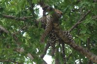 215 Leopard Masai Mara &ndash; &copy; Susanne Schirmann (Eberhardt TRAVEL)