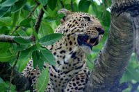 217 Leopard Masai Mara &ndash; &copy; Susanne Schirmann (Eberhardt TRAVEL)