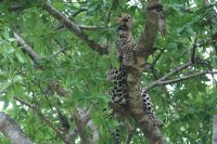 218 Leopard Masai Mara &ndash; &copy; Susanne Schirmann (Eberhardt TRAVEL)