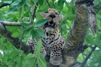 219 Leopard Masai Mara &ndash; &copy; Susanne Schirmann (Eberhardt TRAVEL)