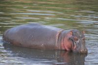 221 Flusspferd Masai Mara &ndash; &copy; Susanne Schirmann (Eberhardt TRAVEL)