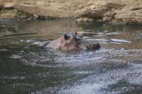 222 Flusspferd Masai Mara &ndash; &copy; Susanne Schirmann (Eberhardt TRAVEL)