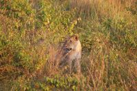 235 Löwen in der Masai Mara &ndash; &copy; Susanne Schirmann (Eberhardt TRAVEL)