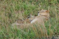237 Löwen in der Masai Mara &ndash; &copy; Susanne Schirmann (Eberhardt TRAVEL)