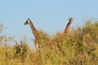 238 Masai Giraffen &ndash; &copy; Susanne Schirmann (Eberhardt TRAVEL)