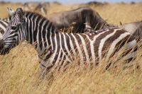 252 Zebra &ndash; &copy; Susanne Schirmann (Eberhardt TRAVEL)