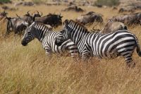 253 Zebras &ndash; &copy; Susanne Schirmann (Eberhardt TRAVEL)