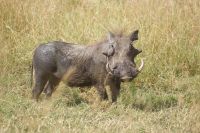 263 Warzenschwein &ndash; &copy; Susanne Schirmann (Eberhardt TRAVEL)