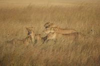 276 Löwenrudel in der Masai Mara &ndash; &copy; Susanne Schirmann (Eberhardt TRAVEL)