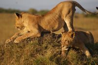 282 Löwenrudel in der Masai Mara &ndash; &copy; Susanne Schirmann (Eberhardt TRAVEL)