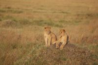 284 Löwenrudel in der Masai Mara &ndash; &copy; Susanne Schirmann (Eberhardt TRAVEL)