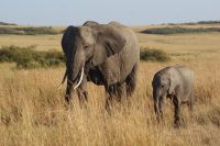 290 Elefanten in der Masai Mara &ndash; &copy; Susanne Schirmann (Eberhardt TRAVEL)