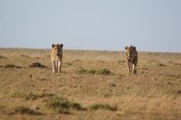 293 Junglöwen Masai Mara &ndash; &copy; Susanne Schirmann (Eberhardt TRAVEL)