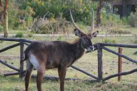 301 Wasserbock &ndash; &copy; Susanne Schirmann (Eberhardt TRAVEL)