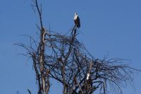 307 Schreiseeadler &ndash; &copy; Susanne Schirmann (Eberhardt TRAVEL)
