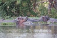 308 Hippos Lake Naivasha &ndash; &copy; Susanne Schirmann (Eberhardt TRAVEL)