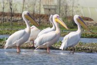 311 Pelikane &ndash; &copy; Susanne Schirmann (Eberhardt TRAVEL)