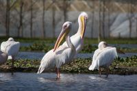 313 Pelikane &ndash; &copy; Susanne Schirmann (Eberhardt TRAVEL)