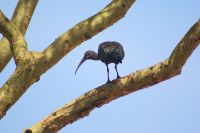 316 Ibis &ndash; &copy; Susanne Schirmann (Eberhardt TRAVEL)