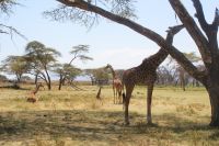 319 Safari Crescent Island &ndash; &copy; Susanne Schirmann (Eberhardt TRAVEL)