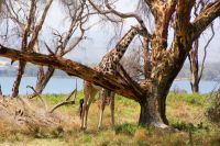 321 Safari Crescent Island &ndash; &copy; Susanne Schirmann (Eberhardt TRAVEL)
