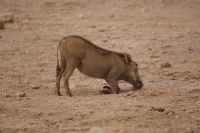 335 Amboseli Nationalpark &ndash; &copy; Susanne Schirmann (Eberhardt TRAVEL)