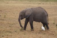 336 Amboseli Nationalpark &ndash; &copy; Susanne Schirmann (Eberhardt TRAVEL)