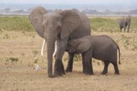 339 Amboseli Nationalpark &ndash; &copy; Susanne Schirmann (Eberhardt TRAVEL)