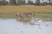 342 Amboseli Nationalpark &ndash; &copy; Susanne Schirmann (Eberhardt TRAVEL)