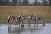 343 Amboseli Nationalpark &ndash; &copy; Susanne Schirmann (Eberhardt TRAVEL)