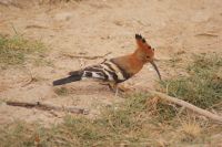 346 Wiedehopf im  Amboseli Nationalpark &ndash; &copy; Susanne Schirmann (Eberhardt TRAVEL)