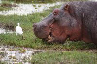 351 Amboseli Nationalpark &ndash; &copy; Susanne Schirmann (Eberhardt TRAVEL)