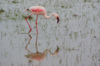 353 Amboseli Nationalpark &ndash; &copy; Susanne Schirmann (Eberhardt TRAVEL)