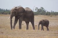 362  Amboseli Nationalpark &ndash; &copy; Susanne Schirmann (Eberhardt TRAVEL)