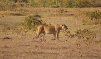 368 Amboseli Nationalpark &ndash; &copy; Susanne Schirmann (Eberhardt TRAVEL)