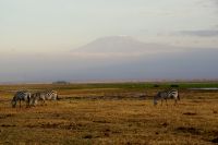371 Amboseli Nationalpark &ndash; &copy; Susanne Schirmann (Eberhardt TRAVEL)