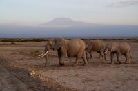 372 Amboseli Nationalpark &ndash; &copy; Susanne Schirmann (Eberhardt TRAVEL)
