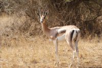 376 Grand Gazelle Tsavo West Nationalpark &ndash; &copy; Susanne Schirmann (Eberhardt TRAVEL)