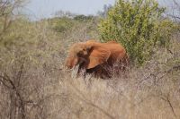 380  Tsavo West Nationalpark &ndash; &copy; Susanne Schirmann (Eberhardt TRAVEL)