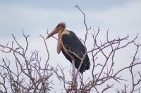 388 Marabu Kilanguni Lodge Tsavo West Nationalpark &ndash; &copy; Susanne Schirmann (Eberhardt TRAVEL)