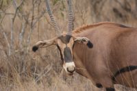 401 Oryx Antilope Tsavo West Nationalpark &ndash; &copy; Susanne Schirmann (Eberhardt TRAVEL)