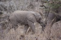 404 Elefant Tsavo West Nationalpark &ndash; &copy; Susanne Schirmann (Eberhardt TRAVEL)