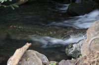 408 Mzima Springs Tsavo West Nationalpark &ndash; &copy; Susanne Schirmann (Eberhardt TRAVEL)