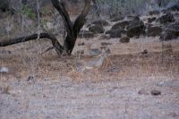 411 Dik Diks Tsavo West Nationalpark &ndash; &copy; Susanne Schirmann (Eberhardt TRAVEL)