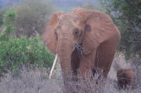 414  Tsavo West Nationalpark &ndash; &copy; Susanne Schirmann (Eberhardt TRAVEL)