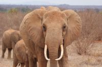 418 Tsavo Ost Nationalpark &ndash; &copy; Susanne Schirmann (Eberhardt TRAVEL)
