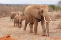419 Tsavo Ost Nationalpark &ndash; &copy; Susanne Schirmann (Eberhardt TRAVEL)