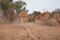 424 Impalakämpfer &ndash; &copy; Susanne Schirmann (Eberhardt TRAVEL)
