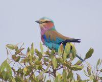 433 Gabelracke in Tsavo Ost  &ndash; &copy; Susanne Schirmann (Eberhardt TRAVEL)