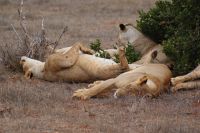 439  Löwinnen in Tsavo Ost  &ndash; &copy; Susanne Schirmann (Eberhardt TRAVEL)